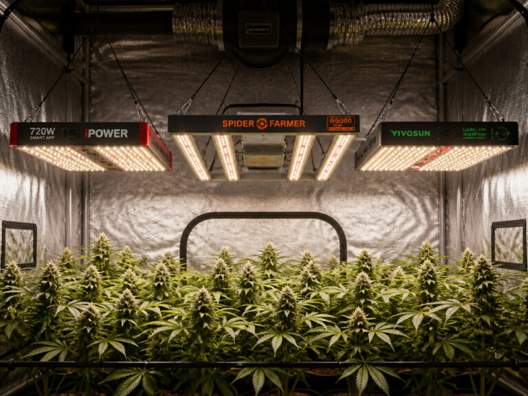 8 Best LED Grow Lights for 4×4 Tent 2026